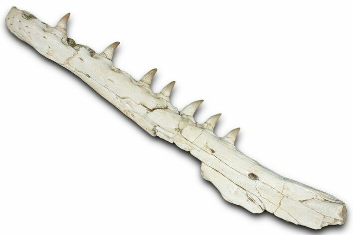 Fossil Mosasaur (Platecarpus) Jaw Section with Teeth - Morocco #353154